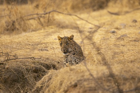 Indian leopard, Panthera pardus fusca at Jhalana, Rajasthan, India