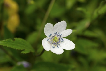 Anemone tetrasepala white flowers, Valley of flowers, Uttarakhand state of India