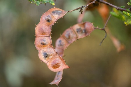 Acacia consinna commonly called seekakai. Fruits powder is traditionally using as a shampoo in...