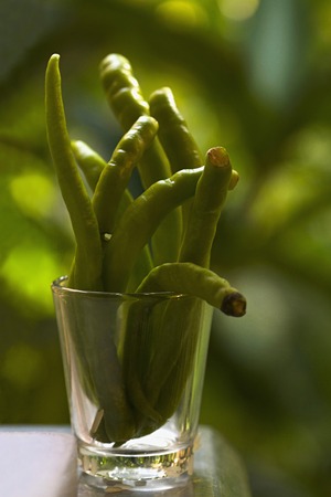 Close-up of fresh green chilies in a glassの写真素材
