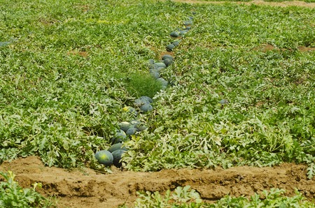 Watermelon farms, citrullus lanatus, Nagzira Wild Life Sanctuary, Bhandara, Near Nagpur, Maharashtra Indiaの写真素材