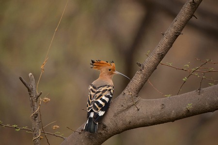 Common Hoopoe, Upupa epops, Jhalana, Rajasthan, India.  Notable for their distinctive crown of...