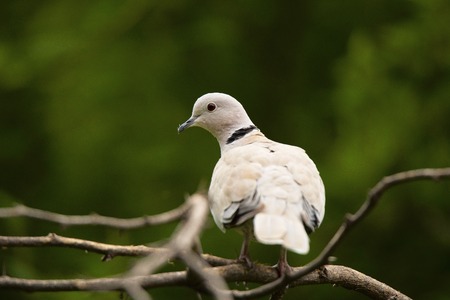 Eurasian collared dove, Streptopelia decaocto, Jhalana, Rajasthan state of Indiaの写真素材