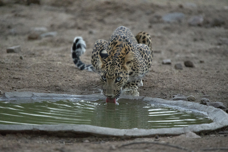 Indian leopard drinking water, Panthera pardus fusca, Jhalana, Rajasthan, Indiaの写真素材