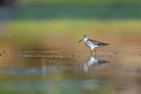 Woodsandpiper, Jowai dam, Pali district Rajasthan Indiaの写真素材