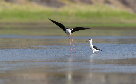 Black winged stilt pair seen at Jawai Bera hills, Bera Jawai, Rajasthan, Indiaの写真素材