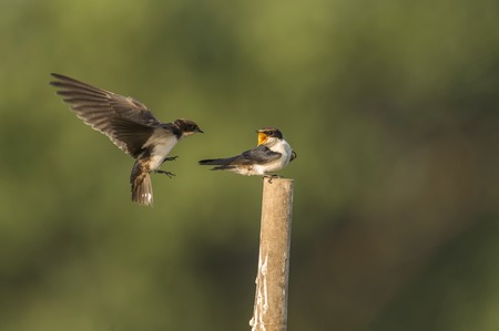 Wire-tailed swallow, Hirundo smithii, Ghansoli, Maharashtra, Indiaの写真素材