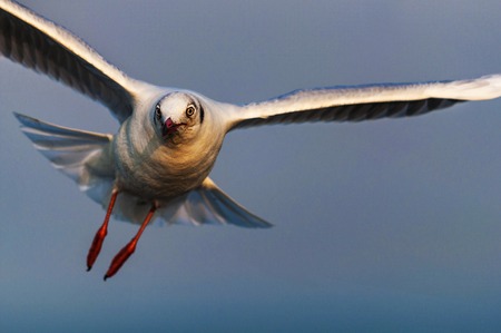 Black headed seagull, Chroicocephalus ridibundus, Mumbai, Maharashtra