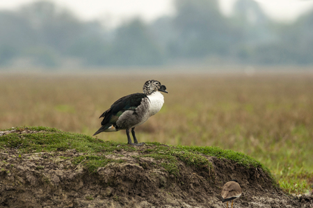 Knob-billed duck, Sarkidiornis melanotos, Bharatpur, Rajasthan, Indiaの写真素材