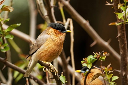 Brahminy starling, Sturnia pagodarum, Bharatpur, Rajasthan, Indiaの写真素材