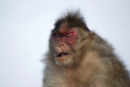 Rhesus macaque or monkey with sad expression, Maharashtra, Indiaの写真素材