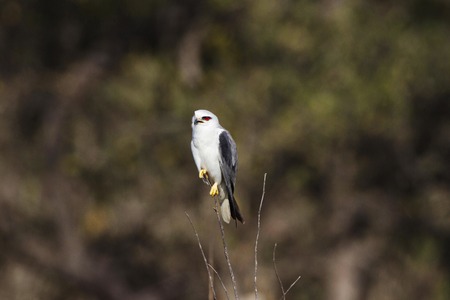 Black winged kite, Elanus caeruleus, Tadoba Andhari tiger reserve, Maharashtra, India