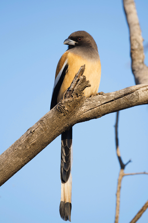 Rufous treepie, Dendrocitta vagabunda, Ranthambore national park, Rajasthan, Indiaの写真素材
