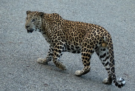 Leopard, male, Panthera Pardus, Nagarhole National park Karnataka, India