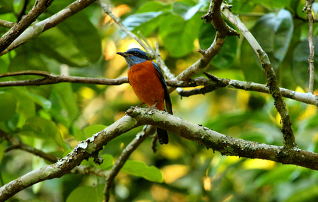 Blue Capped Rock Thrush, male, Monticola cinclorhynchus, Nandi Hills, Bangalore, Karnataka, Indiaの写真素材