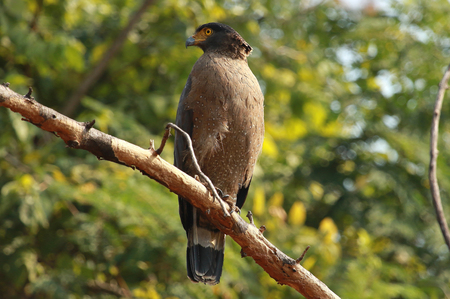 Crested Serpent Eagle, Spilornis cheela, Nagarhole National park Karnataka, India