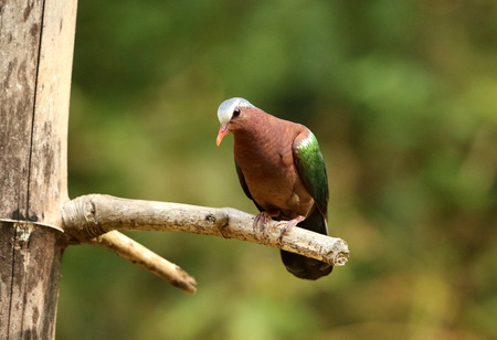 Emerald Dove, Chalcophaps indica, Ganeshgudi, Karnataka, Indiaの写真素材