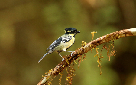 Black Lored Tit, Machlolophus aplonotus, Ganeshgudi, Karnataka, Indiaの写真素材