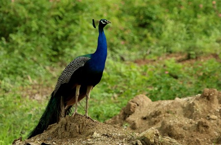 Peacock, Pavo cristatus, Bandipur National Park, Karnataka, Indiaの写真素材