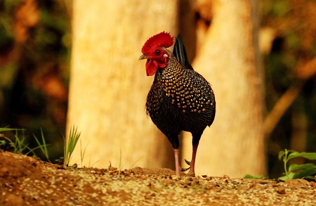 Grey jungle fowl, male, Gallus sonneratti, Bandipur National park, Karnataka, Indiaの写真素材