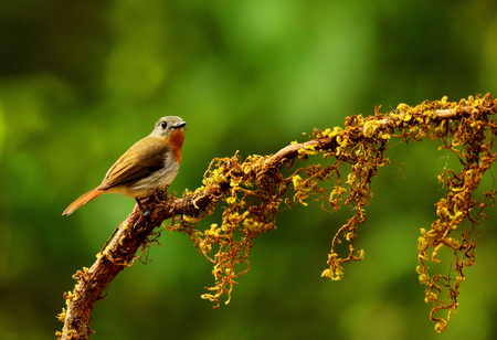 White bellied blue flycatcher, Cyornis pallipes, female, Ganeshgudi, Karnataka, Indiaの写真素材