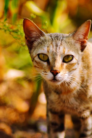 Cat Staring at you, Satara, Maharashtra state of Indiaの写真素材