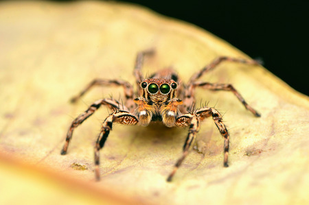 Male Jumping Spider - Plexippus petersi, front look, sitting on leaf, Satara, Maharashtra, India