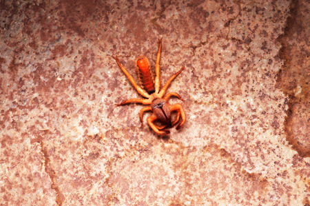 Raghodid, sun spider, Satara in Maharashtra state of India