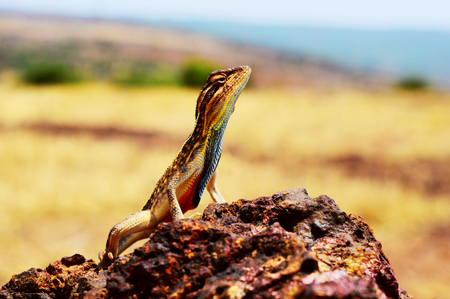 Fan throated lizard, Sitana ponticeriana, Satara district, Maharashtra state of Indiaの写真素材
