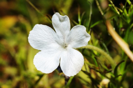 Rhamphicarpa fistulosa or rice vampire weed at Kas Pathar, Satara, Maharashtra, Indiaの写真素材