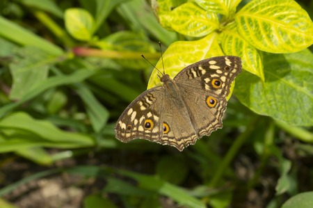 Common Buckeye Butterfly near Pune, Maharashtra, Indiaの写真素材