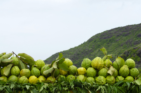 Guava fruits for sale near Pune, Maharashtra, Indiaの写真素材