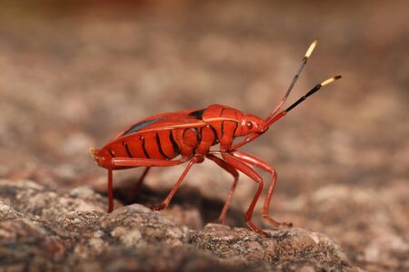 Red Bug, Pyrrhocoridae in Hyderabad, Telangana state of India.