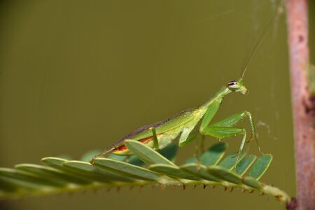 Praying mantis closeup on a branch, Mantodea, Rayagada, Odisha state of India.
