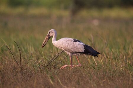 Open billed stork or Anastomus oscitans, India.の写真素材