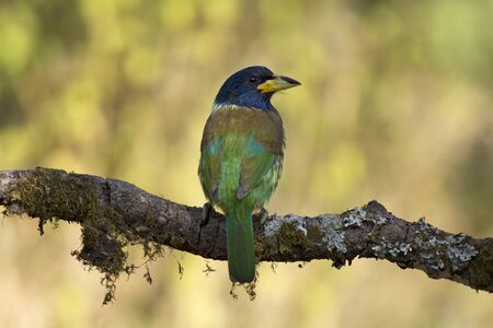Great barbet, Psilopogon virens at Sattal in Uttarakhand, Indiaの写真素材