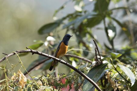 Blue fronted Redstart, Phoenicurus frontalis at Mandal in Uttarakhand, India.