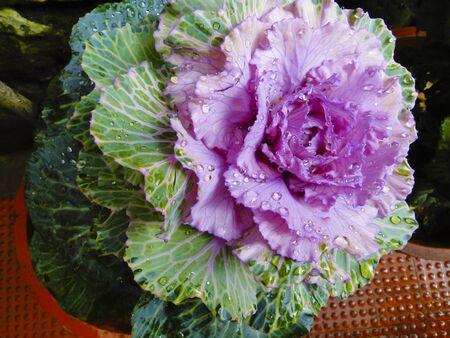 Kale, Brassica oleracea, Botanical Park, Kerala state of Indiaの写真素材