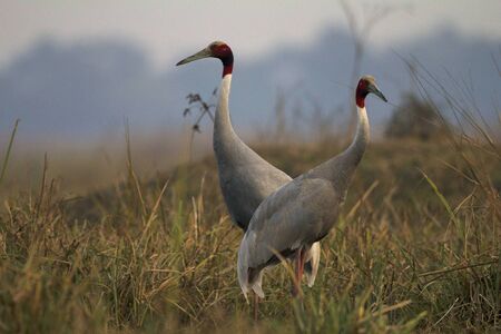 Sarus cranes, Grus antigone, Keoladeo Ghana National Park at Bharatpur in Rajasthan, India