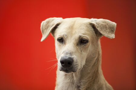 Close-up of Combai dog at ARAI tekdi in Pune, Maharashtra, India