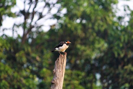 Asian pied starling, Gracupica contra, Corbett National Park at Nainital in Uttarakhandの写真素材