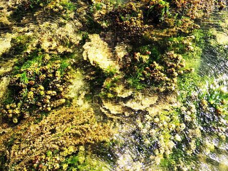 Variety of Corals, Kurusadai Island, Gulf of Mannar Biosphere Reserve, Tamil Nadu, India