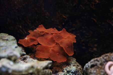 Red mushroom coral, mushroom Corals, close viewの写真素材