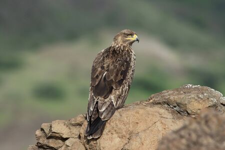 Tawny eagle, Aquila rapax, Saswad, Maharashtra, Indiaの写真素材