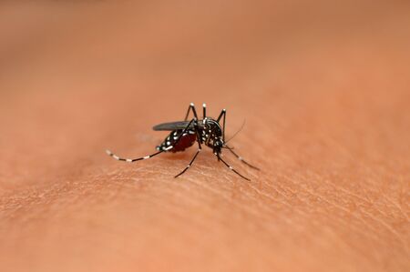 Asian tiger mosquito or Aedes albopictus at Mahabaleshwar in Maharashtra, India