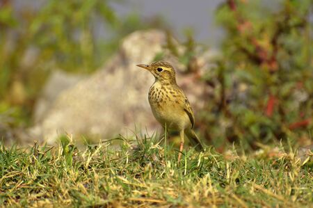 Paddyfield pipit or Oriental pipit, Anthus rufulus standing on grass ground at Pune in Maharashtra, Indiaの写真素材