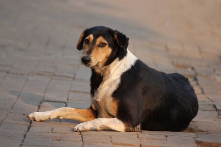 Dog sitting on street and looking at camera.