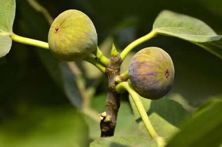 Ripe figs ready to pick on the tree near Pune, Maharashtra, India.
