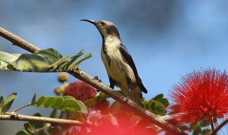 Loten sunbird, male in eclipse plumage, Cinnyris lotenius at Tholpetty in Kerala Indiaの写真素材