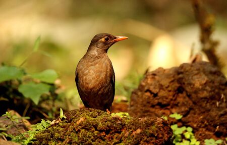 Indian blackbird, Turdus merula, female at Ganeshgudi in Karnataka, Indiaの写真素材